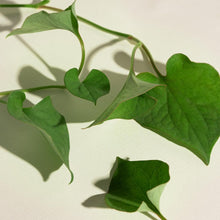 Load image into Gallery viewer, Mary&May Houttuynia Cordata +Tea Tree Serum 30ml