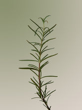 Load image into Gallery viewer, Aromatica Rosemary Scalp Scaling Shampoo 180ml