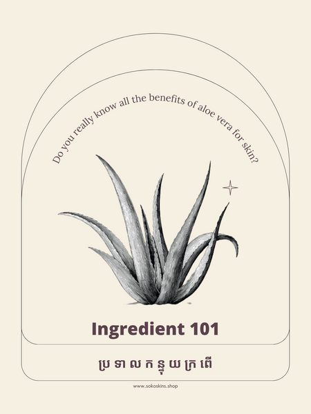 Ingredient 101:  Aloe Vera