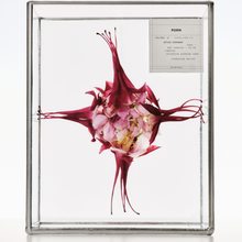 Load image into Gallery viewer, Skin1004 Madagascar Centella PDRN 1.5 Cream 30ml