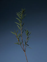 Load image into Gallery viewer, Aromatica Tea Tree Purifying Shampoo 180ml