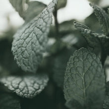 Load image into Gallery viewer, KUNDAL Head Spa &amp; Scalp Scaling Caffeine Water Treatment 100ml