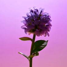 Load image into Gallery viewer, EQQUALBERRY Bakuchiol Plumping Serum 30ml